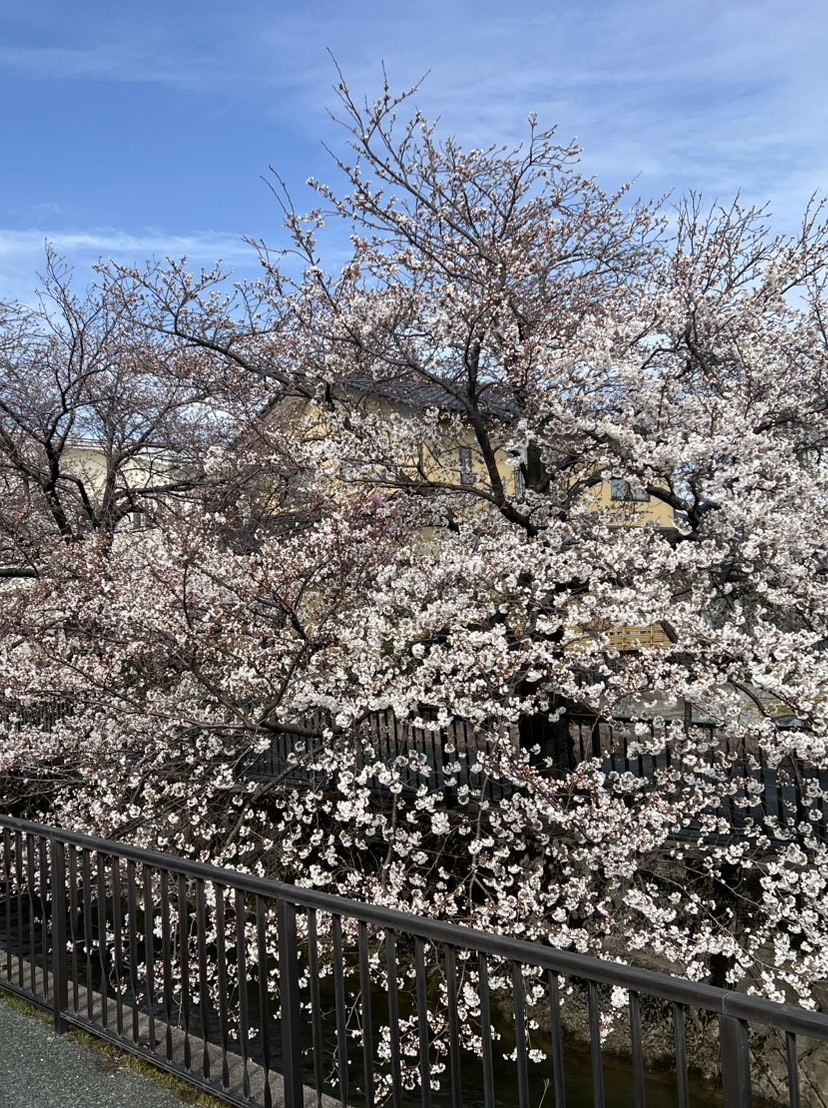 桜
