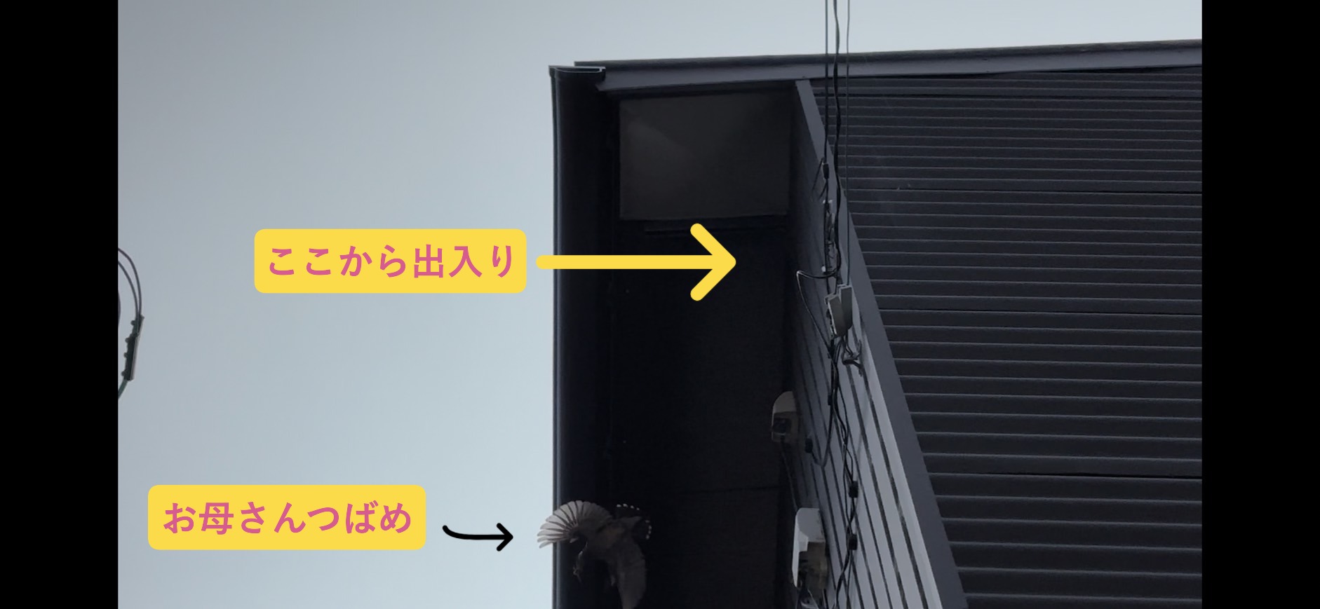 つばめ写真