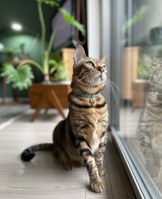 窓、ねこ